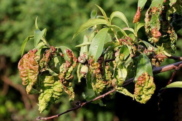 Как лечить персик от курчавости листьев?