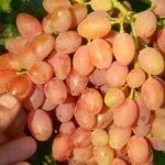 Сорт Лучистый