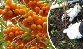 Посадка облепихи