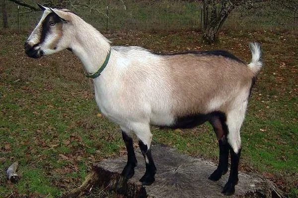 Альпийская коза