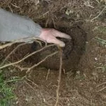 Посадка малины