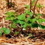 Мульчирование малины