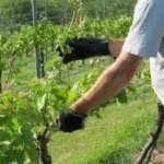 Обрезка винограда