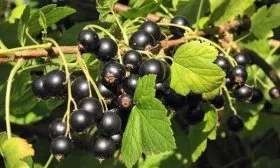 Сорт Пигмей