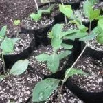 Размножение жимолости