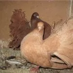 Голуб и голубка