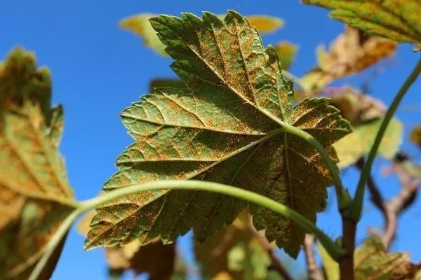 Красные пятна на листьях смородины: причины и как избавиться?