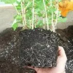 Размножение крыжовника