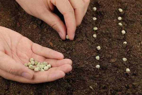 Выращивание гороха в открытом грунте: посадка и уход, сбор и хранение урожая