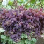 Сорт Запорожский