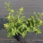 Саженец жимолости