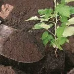 Посадка малины