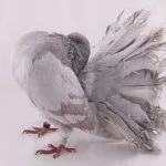 Голуби-павлины