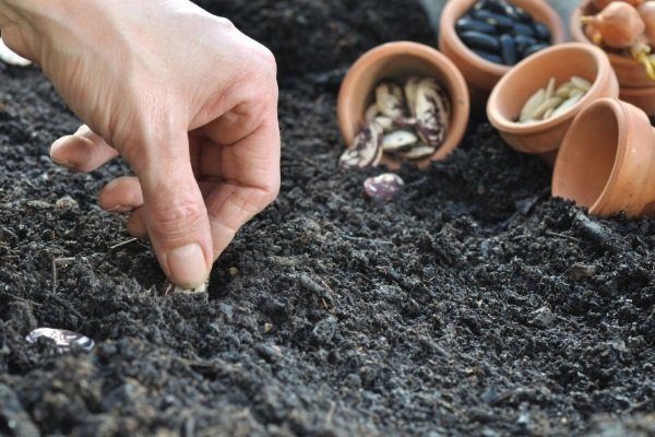 Как выращивать фасоль в открытом грунте?