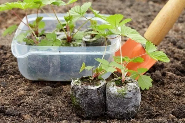 Как вырастить клубнику из семян: инструкция, выбор сорта, сроки посева,почва, полив и подкормка