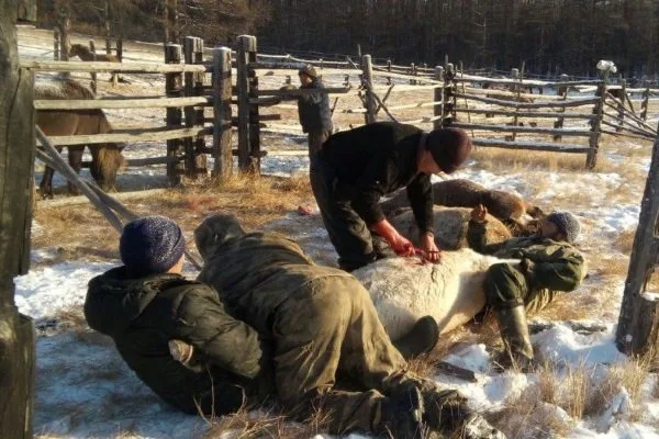 Подготовка лошади перед забоем