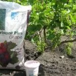 Подкормка винограда