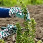 Обрезка крыжовника