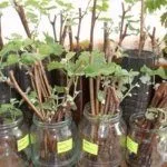 Черенки в воде