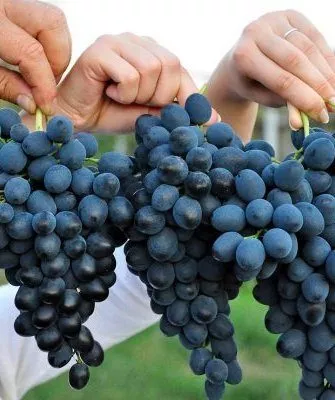 Виноград сорта Молдова