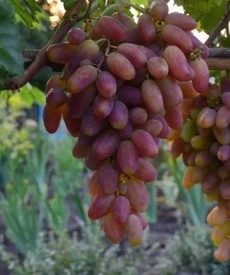 Сорт винограда Преображение