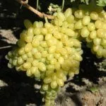 Сорт Столетие