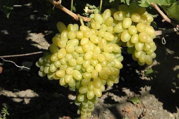 Виноград Кишмиш: описание, лучшие сорта, достоинства и недостатки,выращивание, отзывы