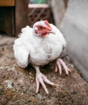 Глисты у курицы: симптомы, признаки и особенности лечения