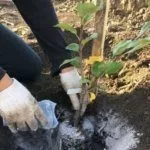 Посадка саженца