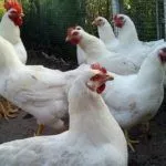 Куры Геркулес