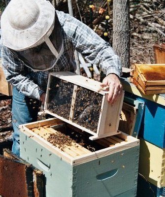 Высадка из пчелопакета