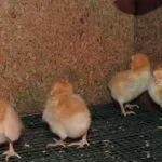 Цыплята