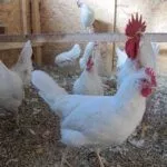 Русская белая порода кур
