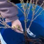 Саженец крыжовника