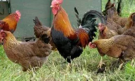 Куры Вельзумер