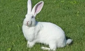 Порода кролика Белый великан