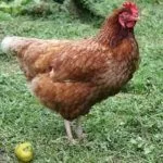 Куры Шейвер Браун