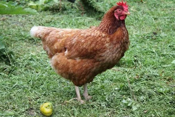Можно ли кормить цыплят бройлеров комбикормом для кур несушек