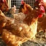 Куры Венгерский великан