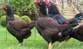 Куры Корниш