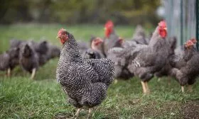 Порода кур Плимутрок