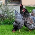 Условия содержания