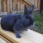 Венские голубые кролики