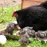 Цыплята породы Корниш