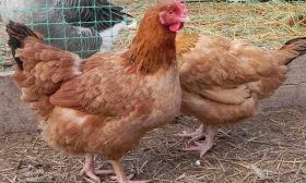 Порода Венгерский великан