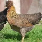 Русская хохлатая курица