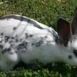 Английская бабочка