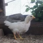 Цыплята Русской белой курицы