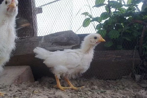 Цыплята Русской белой курицы