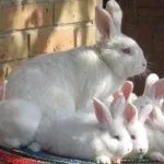 Разведение кроликов